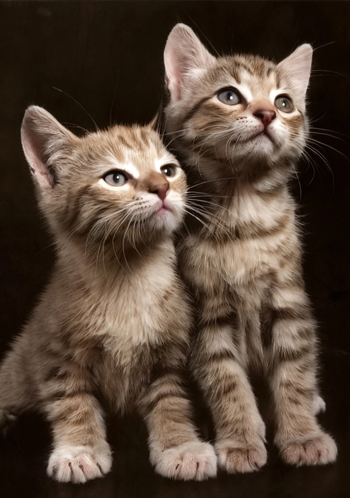「無題 （何かを見ている2匹の子猫）」 イーラ | AIカラー化