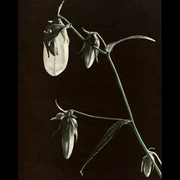 「野の花」 加藤謹一郎