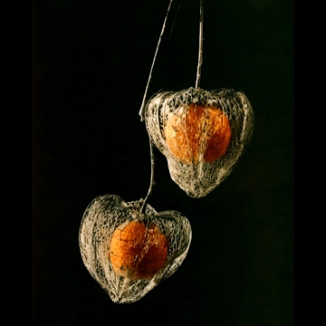 「枯ホーズキ」 安藤良恭