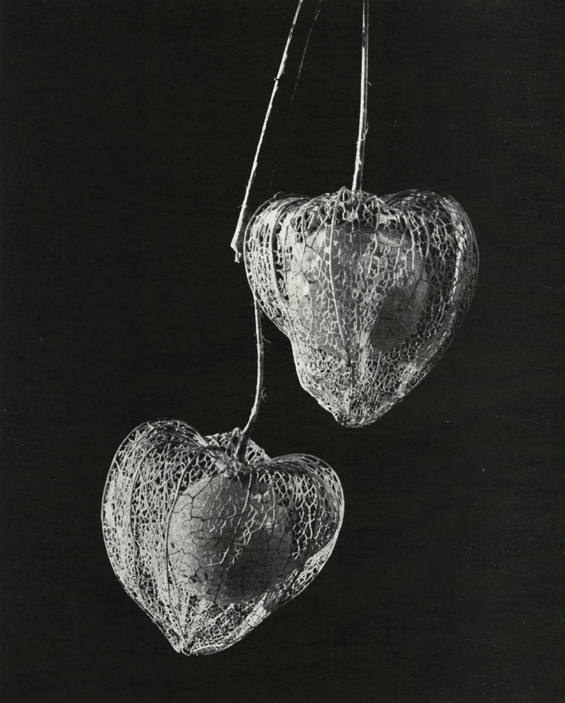 「枯ホーズキ」 安藤良恭 | アルス写真年鑑 1950より