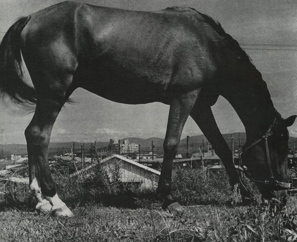 「馬」 川崎亀太郎 | アルス写真年鑑 1950より