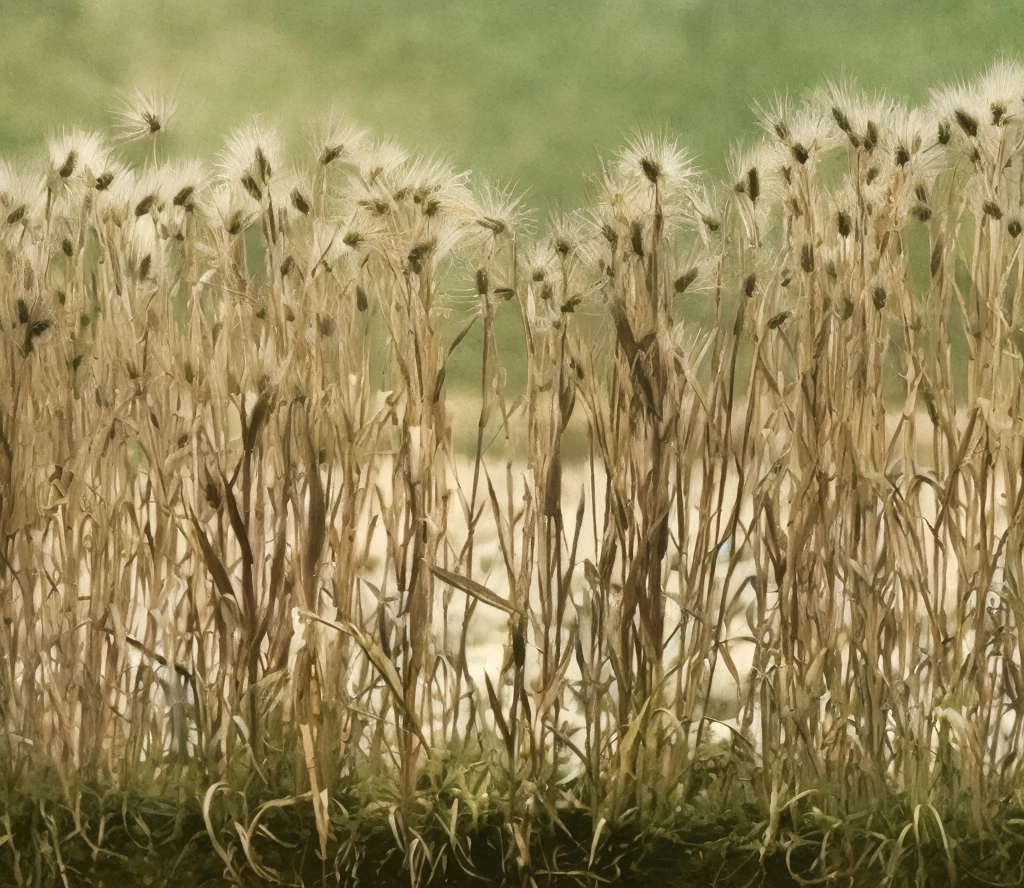 「麦」 岩本敬太郞 | AIカラー化