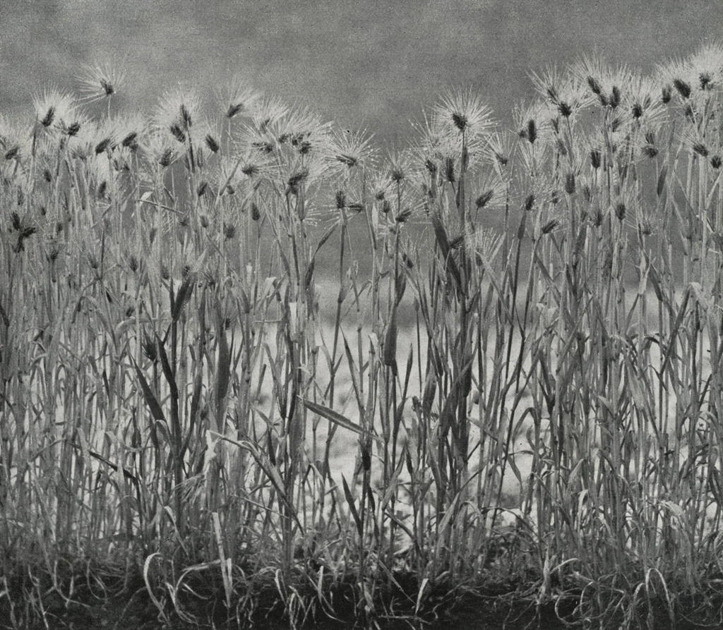 「麦」 岩本敬太郞 | アルス写真年鑑 1950より