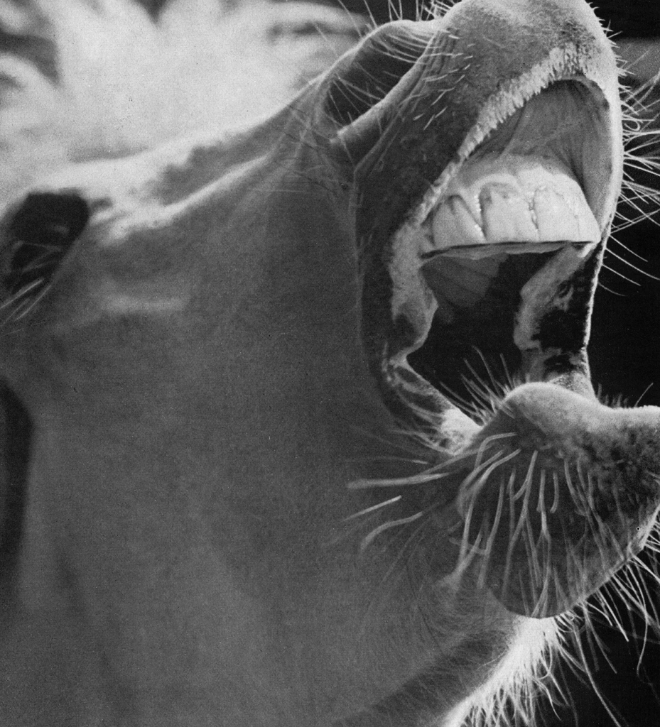 「或る表情」 山田広次 | アルス写真年鑑 1950より