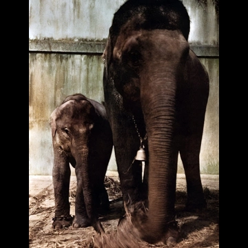 「二つのユーモア」 種田緑郎