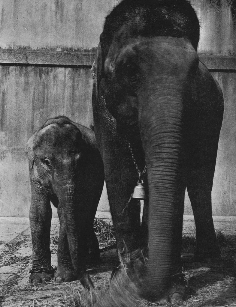 「二つのユーモア」 種田緑郎 | アルス写真年鑑 1950より