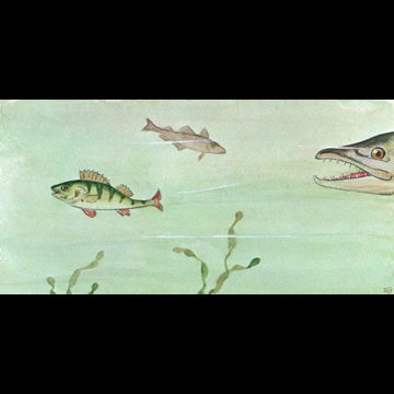 「しりたがりやのちいさな魚のお話 挿絵 #1 （大きな魚から逃げるスズキの子）」 エルサ・ベスコフ