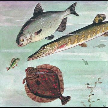 「しりたがりやのちいさな魚のお話 挿絵 #2 （スズキの子に話しかけるカレイとコイとカワカマス）」 エルサ・ベスコフ