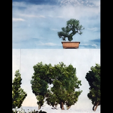 「庭の一隅」 鈴木八郎