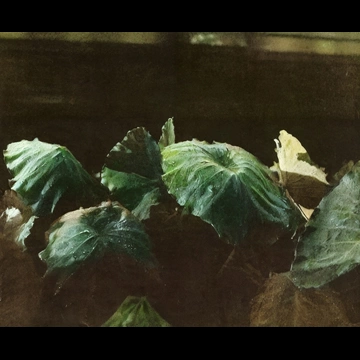 「朝露」 山崎重明 （1949年）