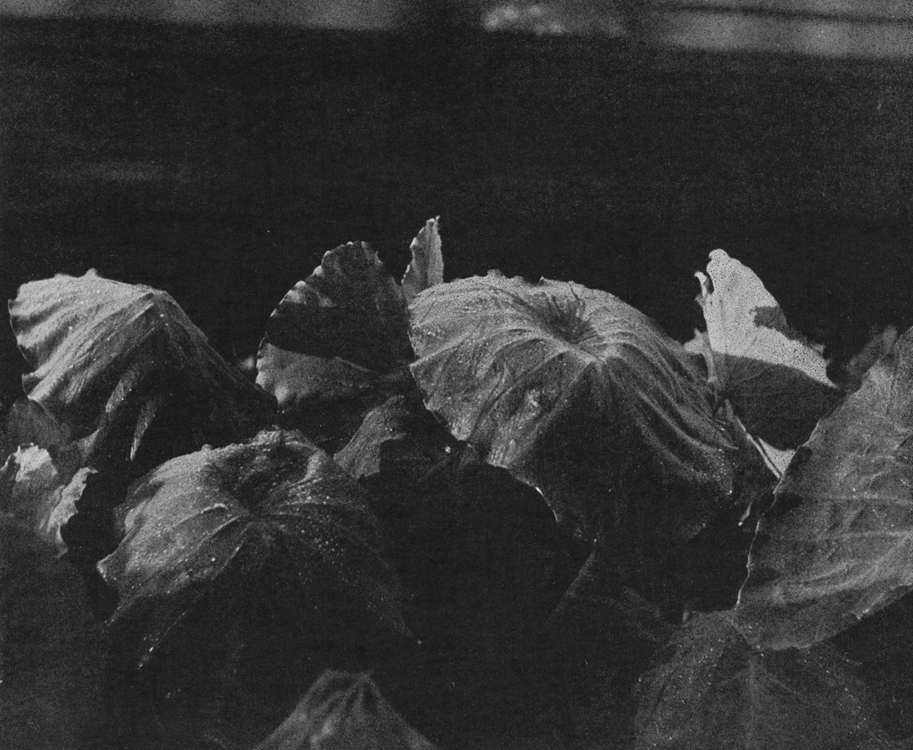 「朝露」 山崎重明 （1949年） | アルス写真年鑑 1950より