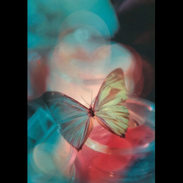 「無題（光と蝶）」 Don Brigg