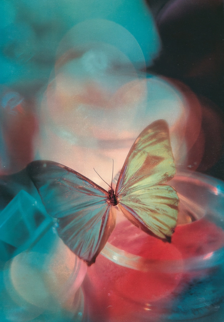 「無題（光と蝶）」 Don Brigg | AI ノイズ除去