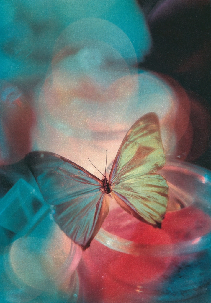 「無題（光と蝶）」 Don Brigg | COLOR PHOTOGRAPHY ANNUAL 1956より