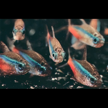 「無題（熱帯魚）」 ジェリー・ユルズマン