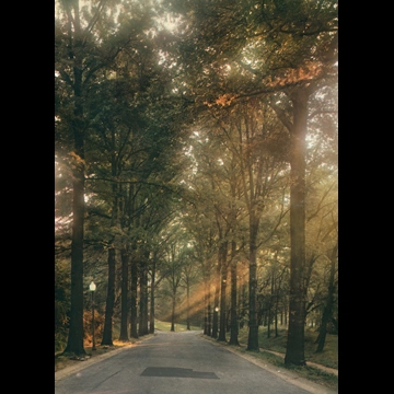 「無題（並木道）」 エリオット・エリソフォン