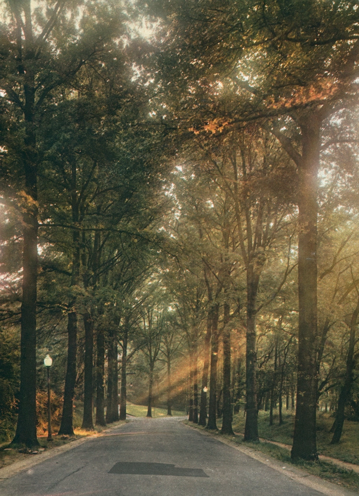 「無題（並木道）」 エリオット・エリソフォン | COLOR PHOTOGRAPHY ANNUAL 1956より