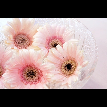 2種類の水に浮かべたガーベラの花の写真