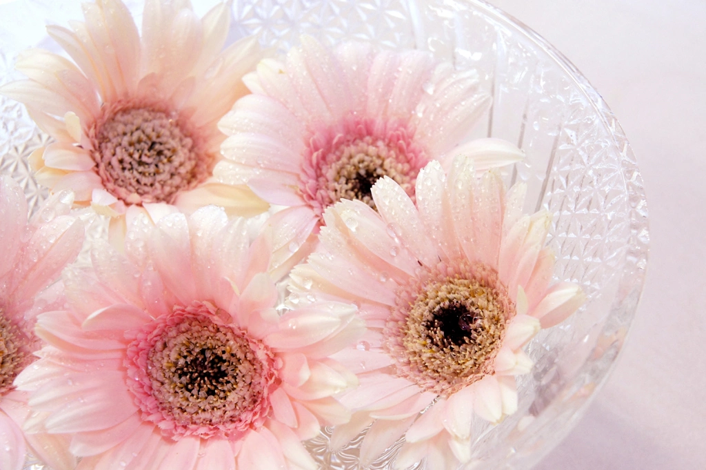 2種類の水に浮かべたガーベラの花の写真 | 1