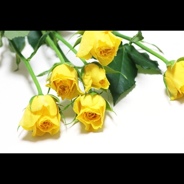 2種類の黄色のバラの写真