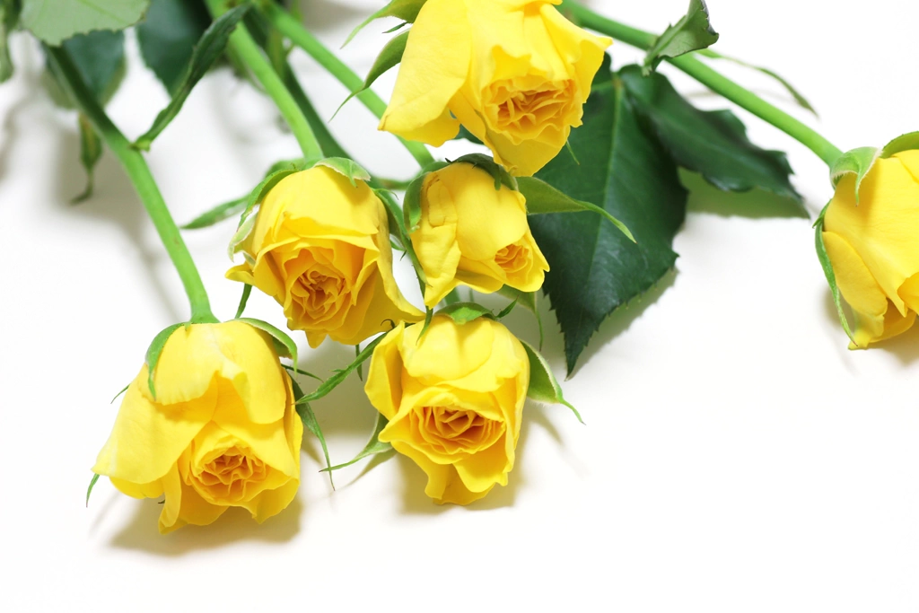2種類の黄色のバラの写真 | 1