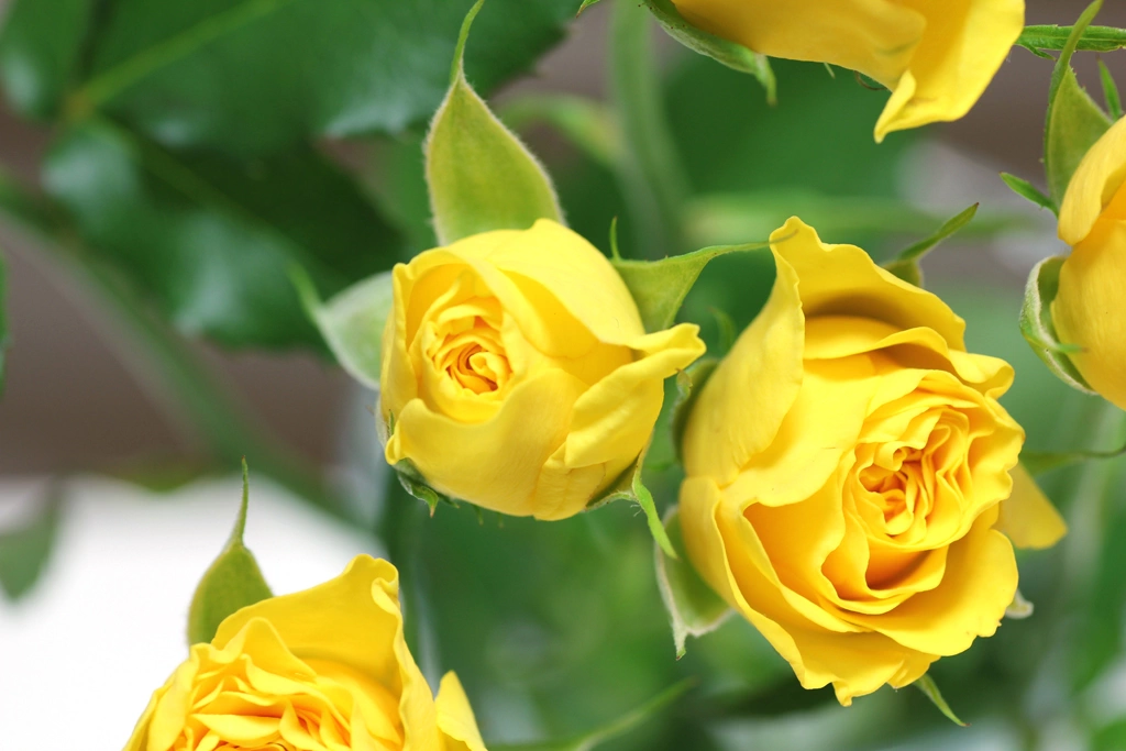 2種類の黄色のバラの写真 | 2