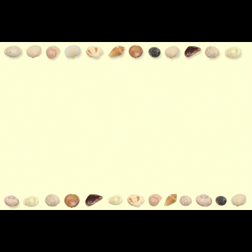 3種類の貝殻のフレーム（横長）の写真