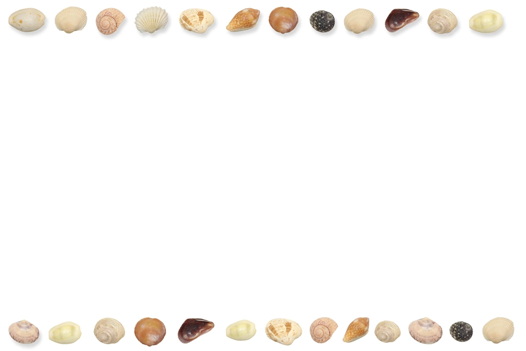 3種類の貝殻のフレーム（横長）の写真 | 白色