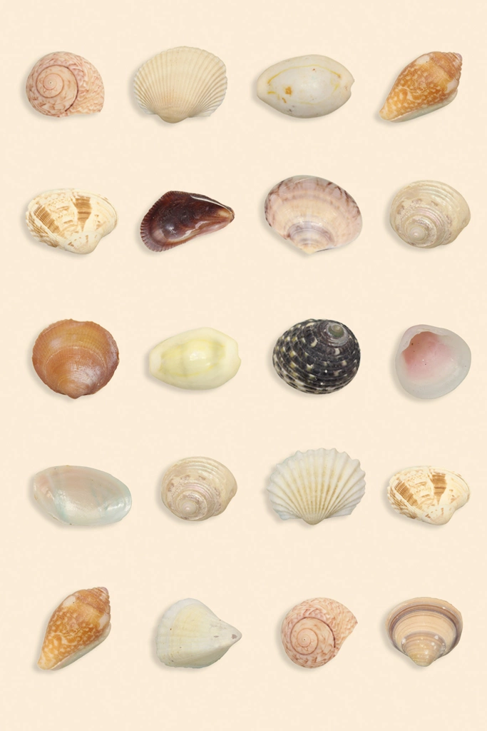 2種類の貝殻（20個）の背景写真 | ベージュ色