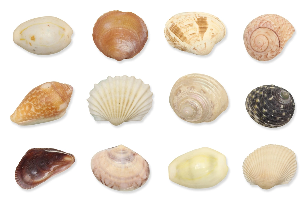 3種類の貝殻（12個）の背景写真 | 白色