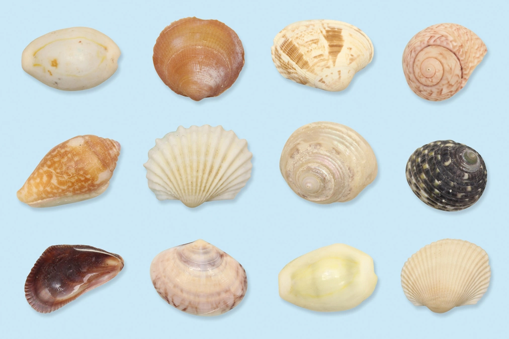 3種類の貝殻（12個）の背景写真 | 水色