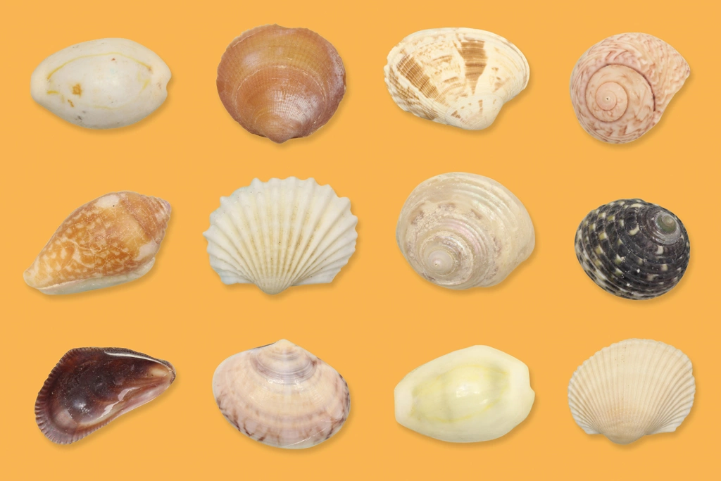 3種類の貝殻（12個）の背景写真 | オレンジ色