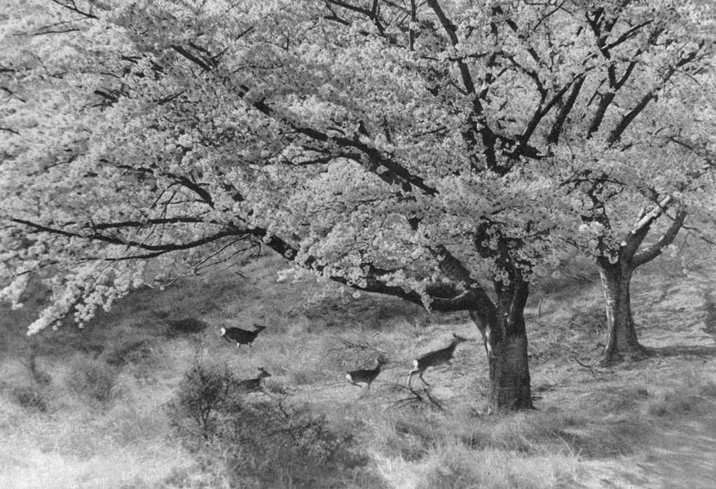 「花に浮かれる （黄金山神社の桜の花と走る野生の鹿）」 島田謹介&nbsp;-&nbsp;アサヒカメラ 1955年4月号より