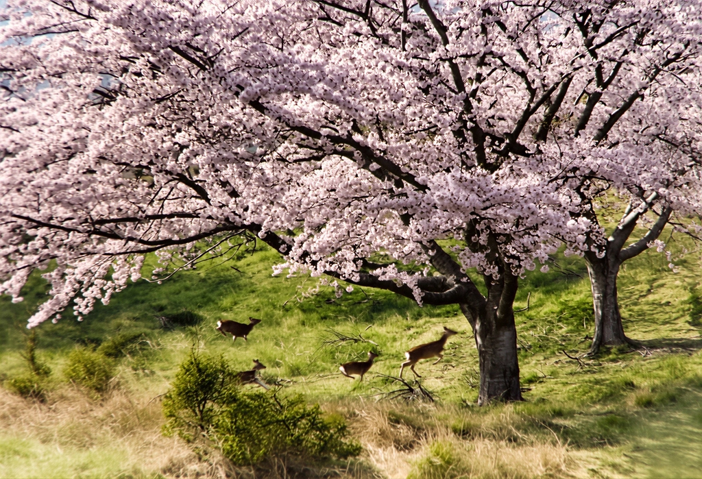 「花に浮かれる （黄金山神社の桜の花と走る野生の鹿）」 島田謹介&nbsp;-&nbsp;AI加工 カラー化
