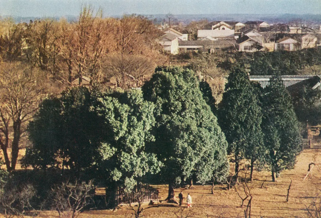 「緑の森 （水戸市弘前公園にて）」 貝塚光慶&nbsp;-&nbsp;アサヒカメラ 1956年7月号より