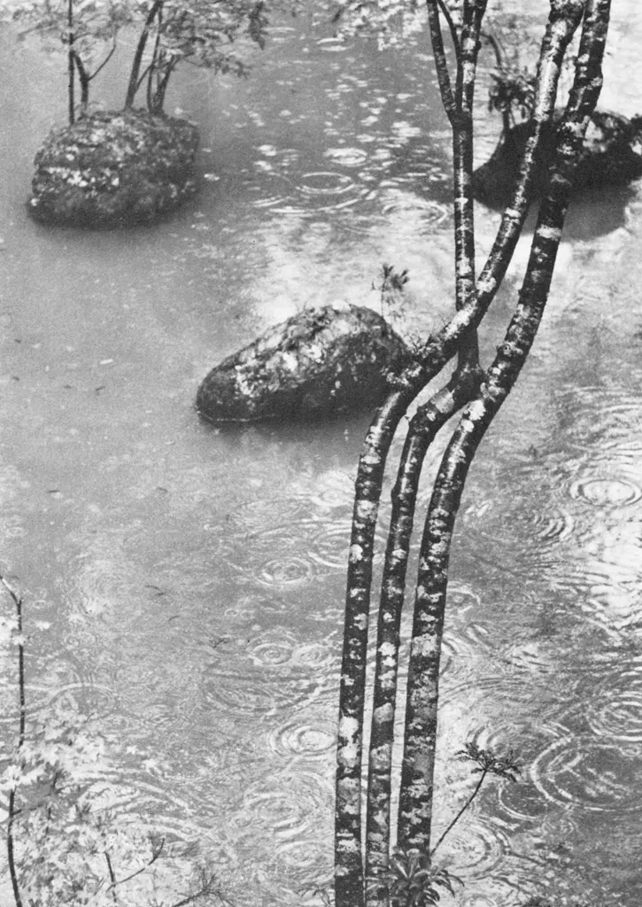 「苔寺 （三つの石）」 中藤敦&nbsp;-&nbsp;アサヒカメラ 1956年7月号より