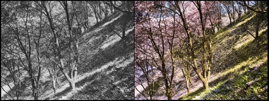 「桜吹雪 （吉野山中の千本にて）」 佐保山堯海