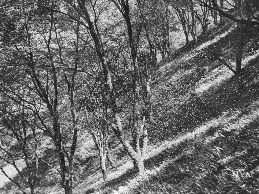 「桜吹雪 （吉野山中の千本にて）」 佐保山堯海&nbsp;-&nbsp;アサヒカメラ 1956年7月号より