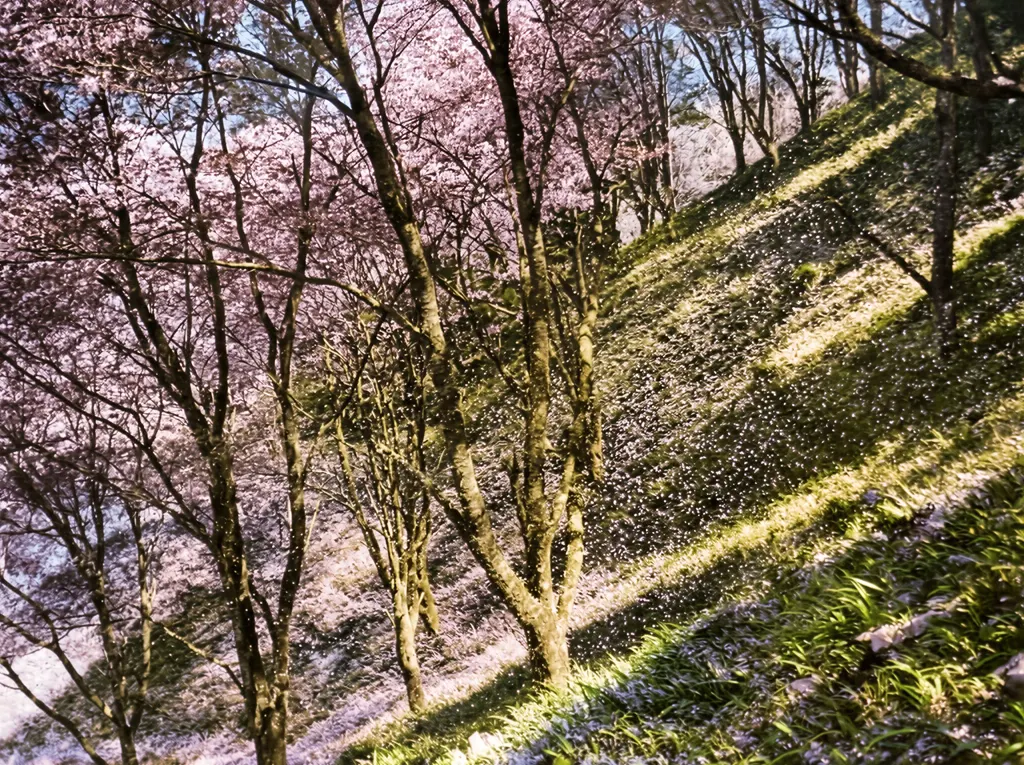 「桜吹雪 （吉野山中の千本にて）」 佐保山堯海&nbsp;-&nbsp;AI加工 カラー化