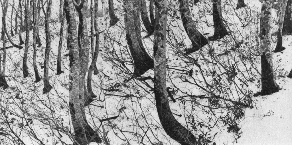 「冬の木立」 瀬藤昭雄&nbsp;-&nbsp;アサヒカメラ 1956年7月号より