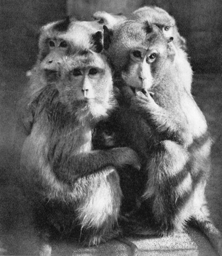 「かにくい猿」 紫竹俊爾&nbsp;-&nbsp;アサヒカメラ 1956年7月号より