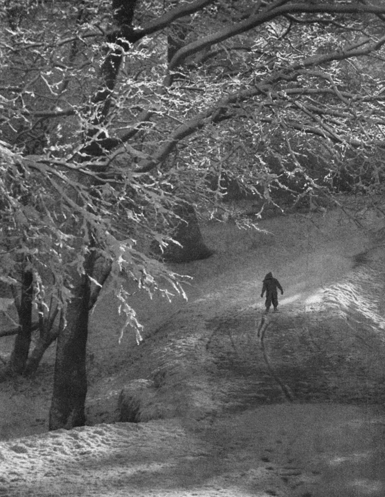 「樹氷の朝 （北大植物園にて）」 長谷川耕&nbsp;-&nbsp;アサヒカメラ 1951年5月号より