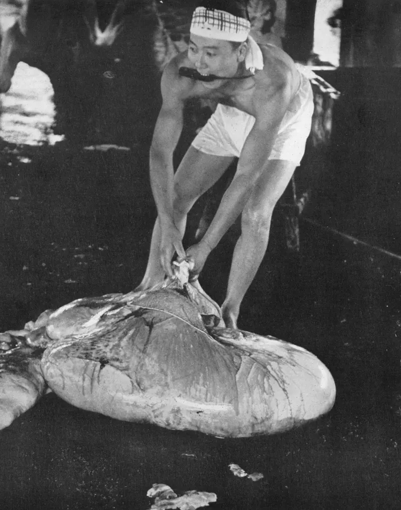「牛の胃袋をはこぶ男」 川島昌介&nbsp;-&nbsp;日本カメラ 1956年2月号より