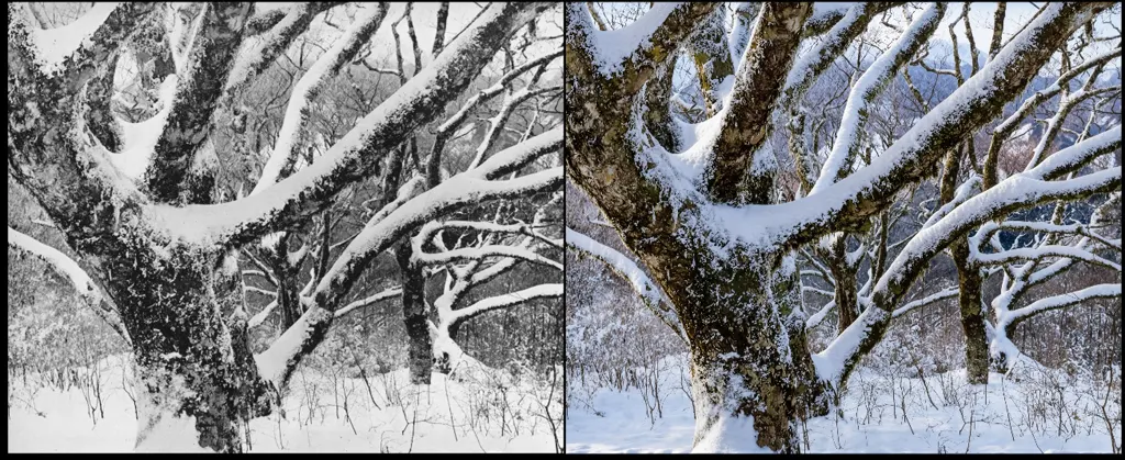 「樹林」 渡部章正