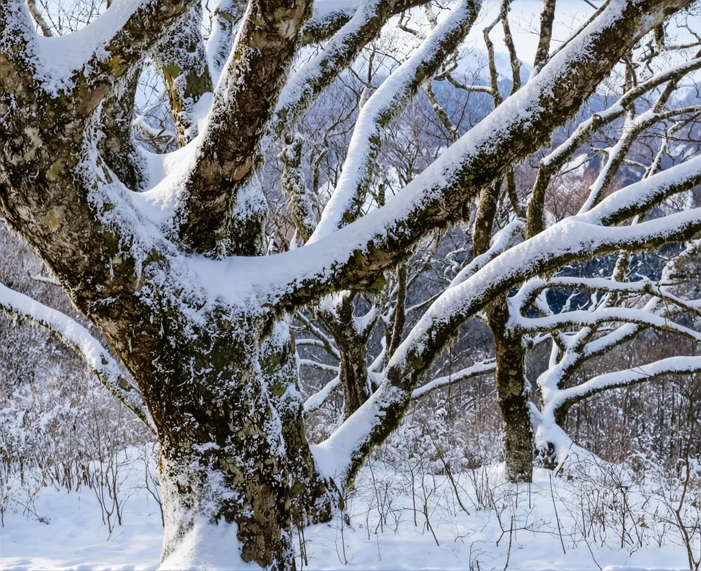 「樹林」 渡部章正&nbsp;-&nbsp;AI加工 カラー化