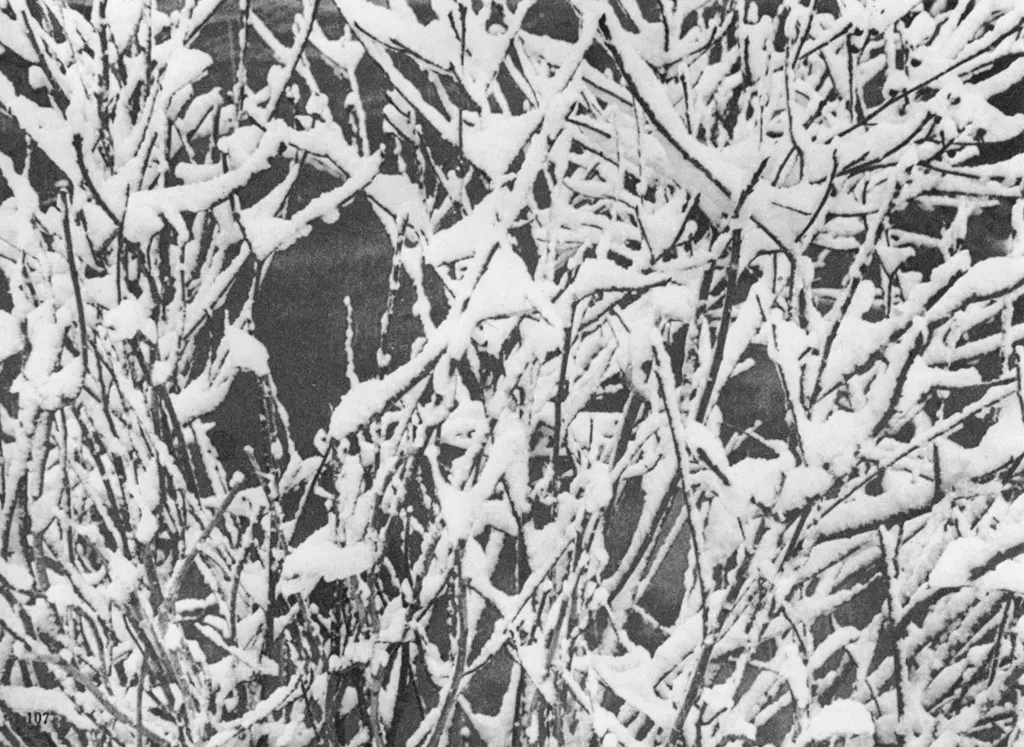 「雪三態」 井上宏通&nbsp;-&nbsp;日本カメラ 1956年2月号より