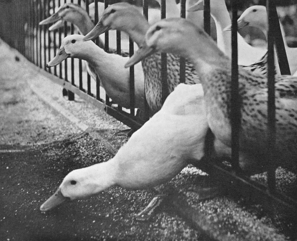 「飛び出したアヒル （京都動物園にて）」 高瀬和三郎&nbsp;-&nbsp;カメラ毎日 1954年6月号より