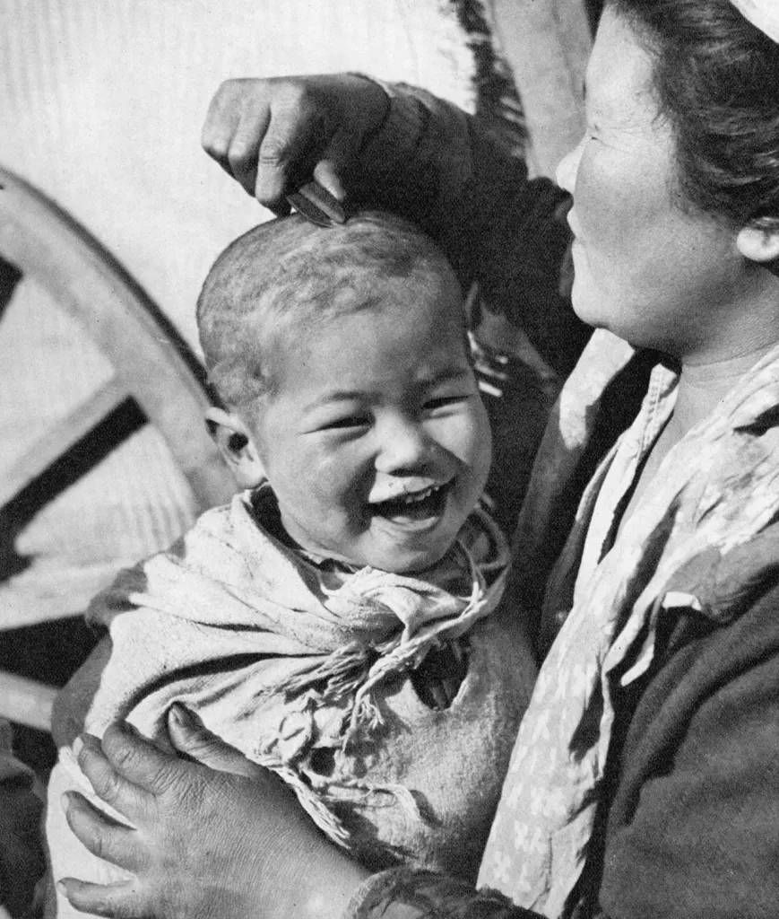 「とら刈り」 石黒寿蔵&nbsp;-&nbsp;カメラ毎日 1954年6月号より