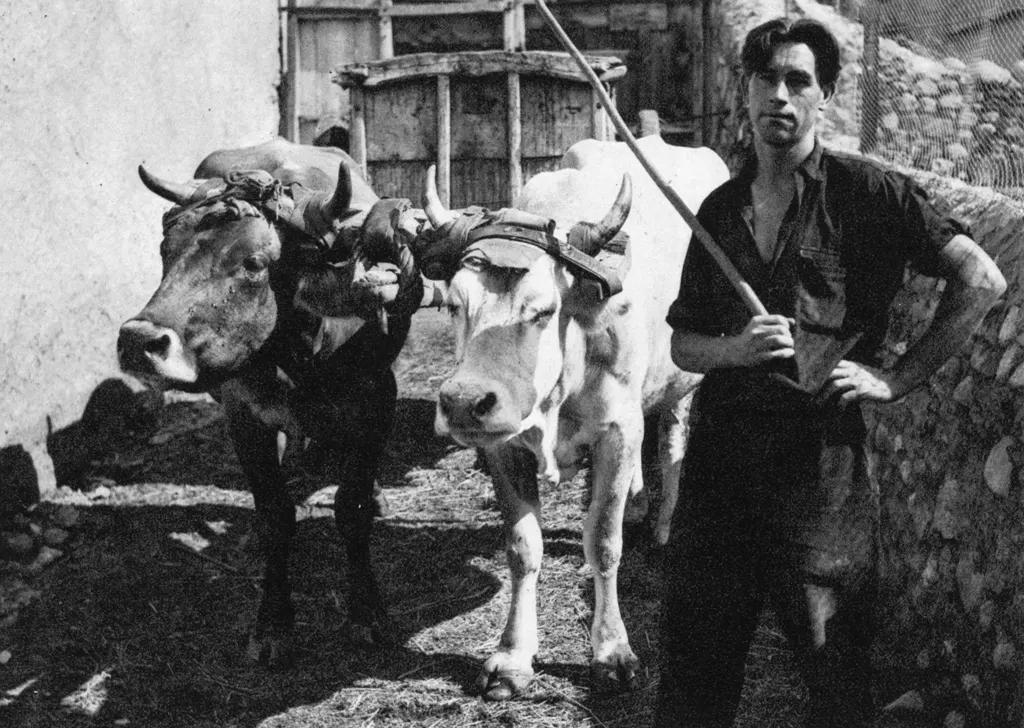「ツゥール・ド・キャロルの牛引き」 高畠達四郎&nbsp;-&nbsp;カメラ毎日 1954年6月号より