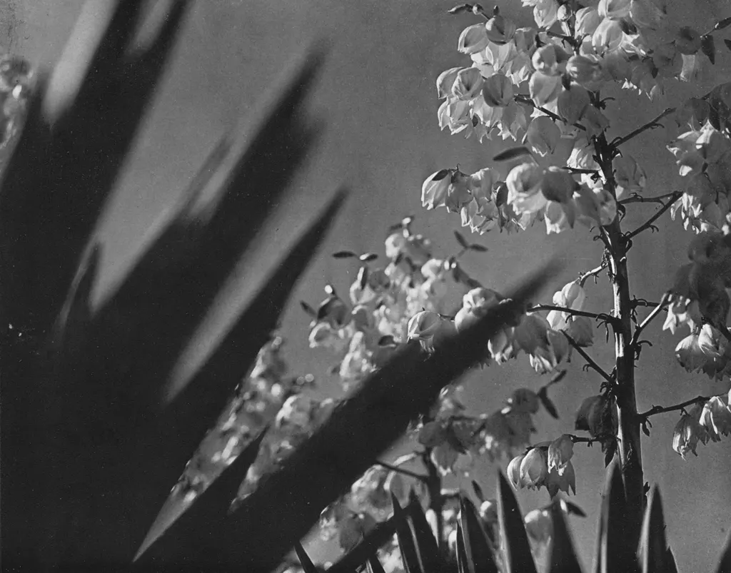 「ドラセナ （おそらくユッカの間違い）」 山本三郎&nbsp;-&nbsp;アサヒカメラ 1938年2月号より